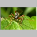 Dyspetes praerogator - Schlupfwespe w01d 8-9mm - OS-Hasbergen feuchte Lehmwiese det06.jpg